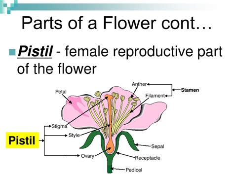 Ppt Examining Parts Of A Plant Powerpoint Presentation Free Download