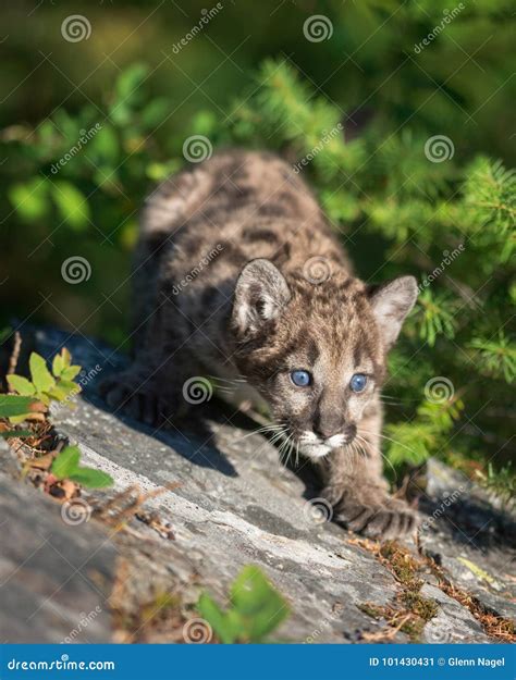 Mountain lion cub stock image. Image of outdoors, prowling - 101430431