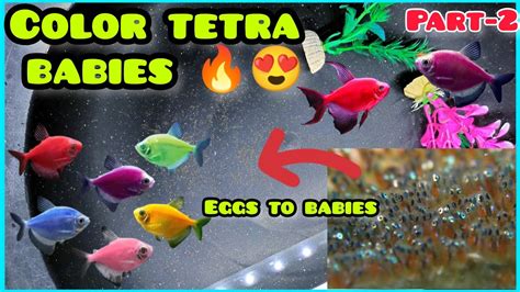 Color Tetra S Eggs Hatched Successfully Fish Tetrafish Eggs