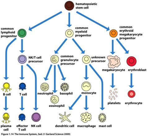 Chapter 2 Cells Organs And Microenvironments Of The Immune System