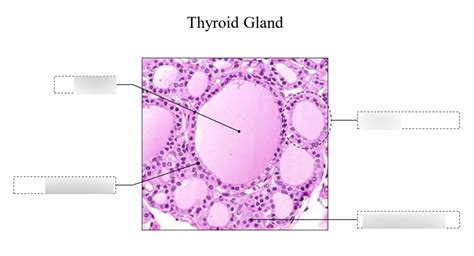 Thyroid Gland Cells Labeled