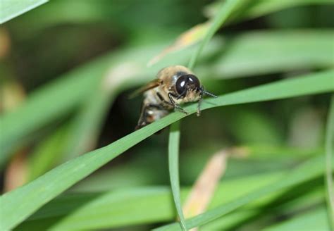 Unknown Bee Apis Mellifera BugGuide Net