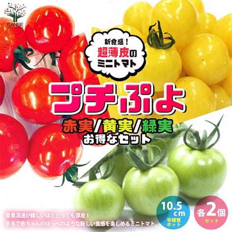 いつでも送料無料 接ぎ木 ミニトマト Cfプチぷよ トマト 105cmポット苗 Asakusasubjp