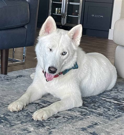Available Siberian Huskies for Adoption - AZ Husky Rescue