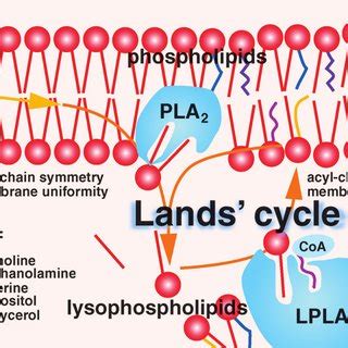 A Proposal For LPLAT Nomenclature Proposed Names Are Shown In Red