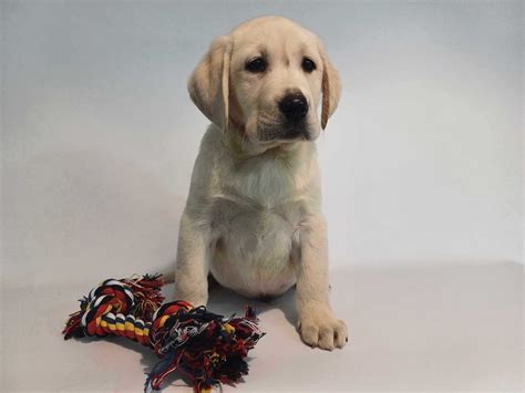 Labrador Retriever Ch Opiec Gotowy Do Odbioru Sarbka Olx Pl