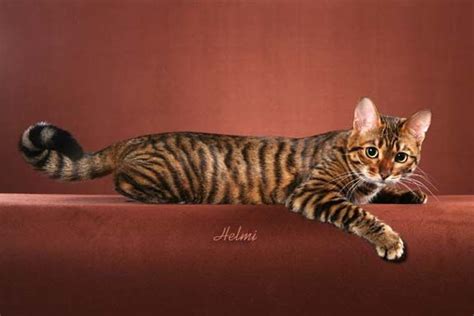 Toyger Cat — Full Profile, History, and Care