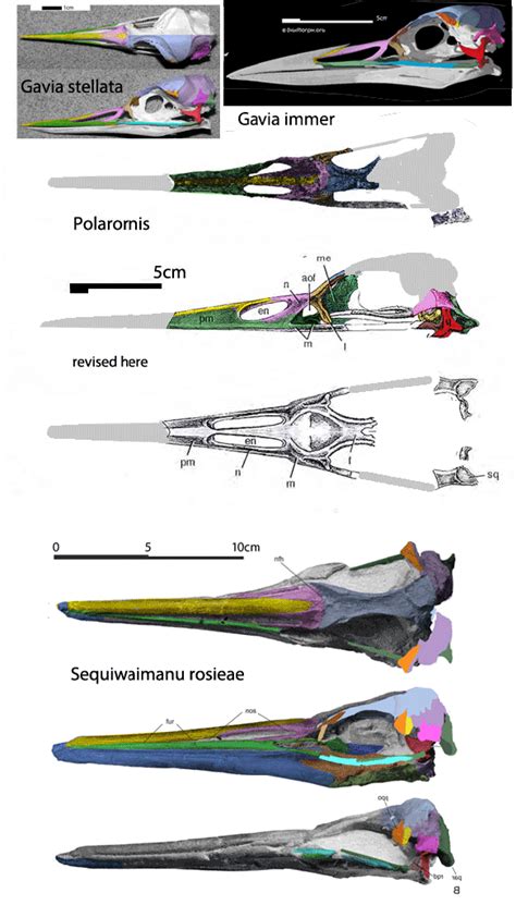 Late Cretaceous Loon Polarornis More Evidence For A Long Cretaceous Evolution Of Crown Birds