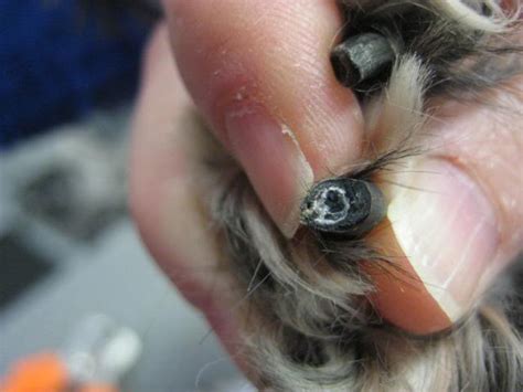 Como Cortar Las Uñas Negras A Un Perro Guía Sencilla Paso A Paso