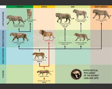 Panthera Leo Evolution