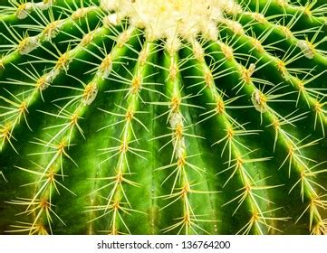 154 205 Beautiful Cactus Texture Images Stock Photos Vectors