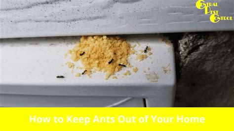 Ant Prevention How To Keep Ants Out Of Your Home