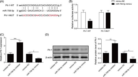 Mir‐708‐5ppit‐1 Axis Mediates High Phosphate‐induced Calcification In