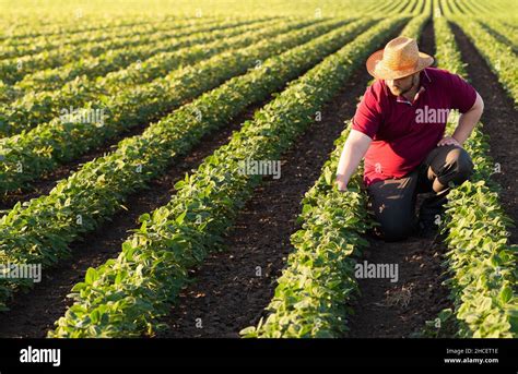 Farmer In Soybean Fields Growth Outdoor Stock Photo Alamy