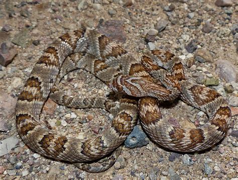 Sonoran Lyre Snake Life List Blog Posts