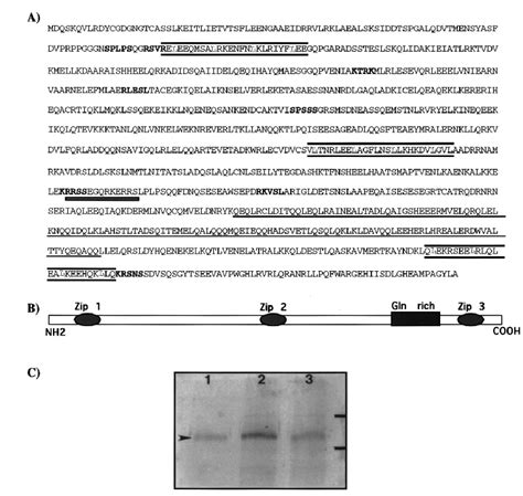 The Deduced Amino Acid Sequence Of CNN A The Predicted Amino Acid