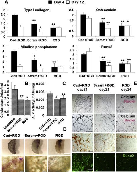 Osteogenesis Of The Seeded HMSCs In N Cadherin Peptide Conjugated 3D