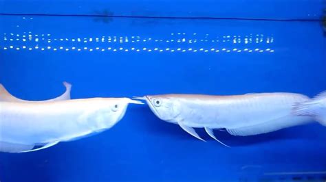 Albino Silver Arowana