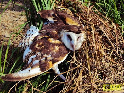 Grass Owl