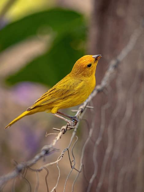 Premium Photo Saffron Finch Bird Of The Species Sicalis Flaveola