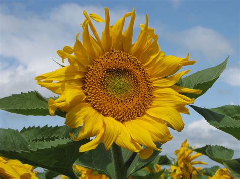 Bud Mcknight Seeds Ltd Pioneer Hi Bred Sales Manitoba Nuseed