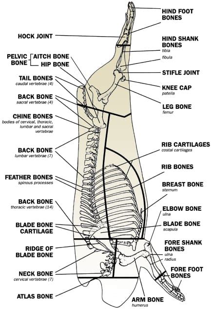 Beef Anatomy Chart A Visual Reference Of Charts Chart Master