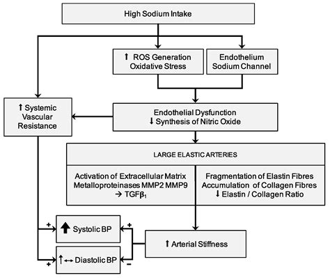 Sodium Intake and Hypertension