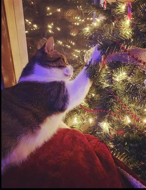 Christmas Tree Cat | Christmas cats, Christmas tree, Christmas