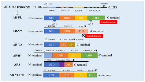 Cancers Free Full Text The Crucial Role Of Ar V7 In Enzalutamide