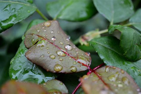 Fotos gratis árbol agua naturaleza soltar Fruta hoja flor