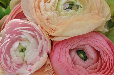 How To Grow Ranunculus Flowers In Your Garden