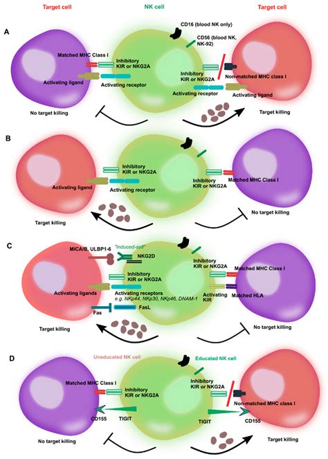 Activation of natural killer (NK) cells by inhibitory and activating ... 