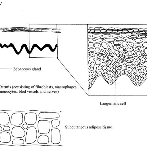 Schematic diagram of the skin structure and the cells within it ...