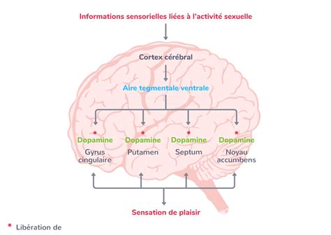 Cerveau Plaisir Sexualité 2nde Cours Svt Kartable