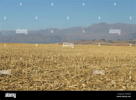 Farm Landscape Maize Crop Stubble Corn Farming In Drakensberg Region