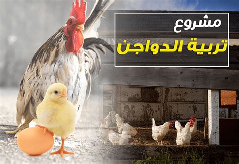 دراسة مشروع تربية الدجاج البلدي البياض موقع زيادة