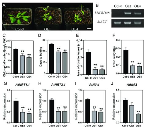 The MsLBD48 Gene Is Involved In The Regulation Of Nitrogen Uptake And