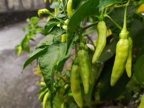 Green Hot Chili Pepper Hanging On Tree In A Vegetable Garden Stock Photo Image Of Vegetable