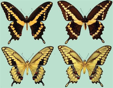 Papilio cresphontes - Raising Butterflies--How to find and care for ...