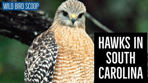 6 Species Of Hawks In South Carolina Pictures Nature Blog Network