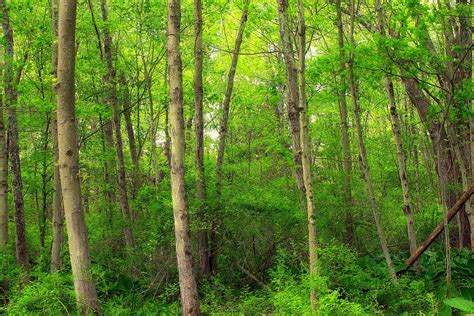 フリー写真画像: 木材、自然、葉、木、景観、環境、バーチ、フォレスト
