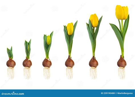 Growth Stages of a Yellow Tulip from Flower Bulb To Blooming Flower ...