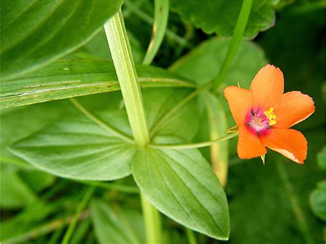 Scarlet Pimpernel Facts And Health Benefits