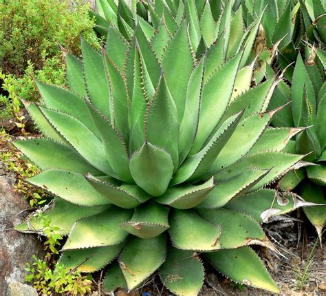 Agave la suculenta más resistente a la sequía