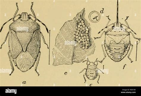 Large shield bug appearance hi-res stock photography and images - Alamy