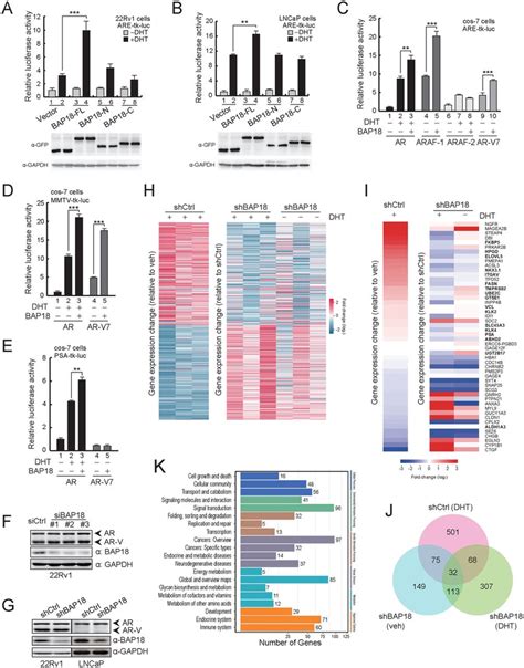 Bap18 Enhances Ar Induced Transactivation And Knockdown Bap18 Inhibits