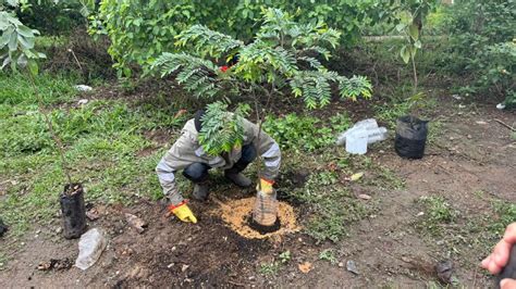 Día del árbol en Cali Comunidad contribuye a la arborización de la ciudad