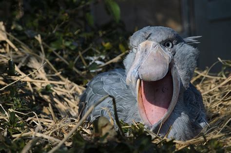 Shoebill Shoebill Shoebill Stork Balaeniceps Rex