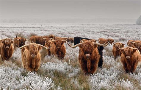 Highland Cow Wallpapers - Top Free Highland Cow Backgrounds ...