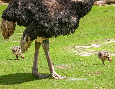 Mother Ostrich And Two Chicks At The Berlin Zoo In The Afr Flickr